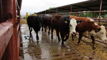 UC Davis firefighters also learned how to evacuate cattle safely.