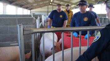 Sometimes in an emergency even large numbers of pigs may need to be evacuated.