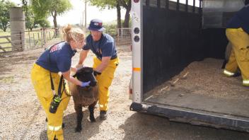 UC Davis firefighters carefully guide a sheep into a waiting animal transport.