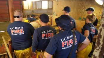 UC Davis Firefighters learn to safely interact with and move sheep.