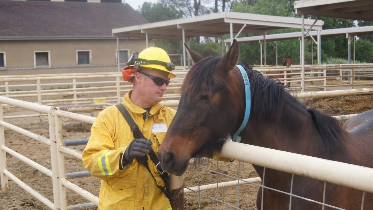 A UC Davis firefighter working to calm a horse.