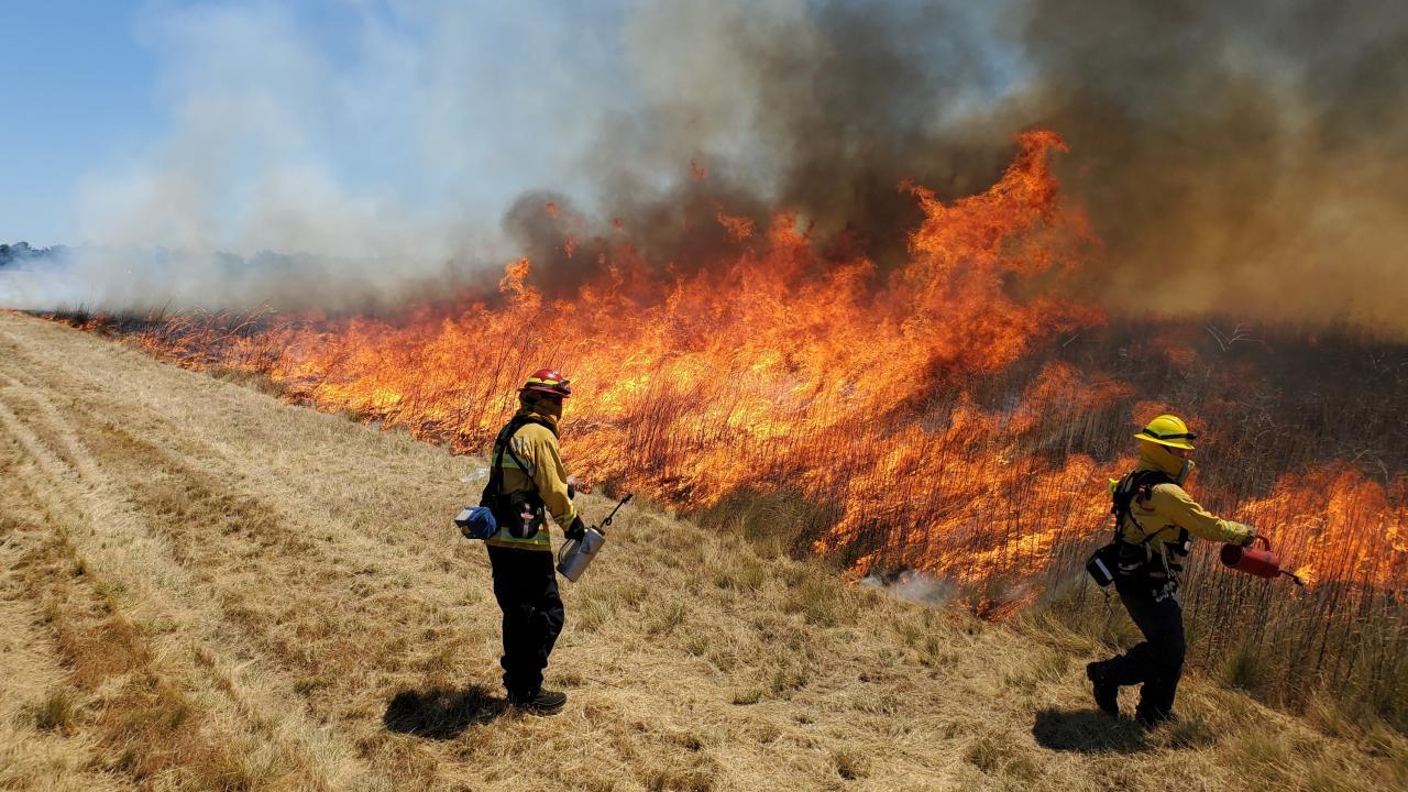 Firefighters participating in wildland fire training