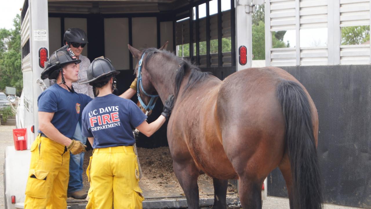 UC Davis Firefighters learn to safely and carefully load a horse into a trailer for transport. UC Davis Firefighters learn to safely and carefully load a horse into a trailer for transport.