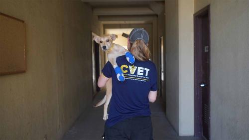 Vet carrying dog