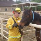 A UC Davis firefighter working to calm a horse.