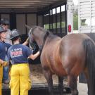 UC Davis Firefighters learn to safely and carefully load a horse into a trailer for transport.