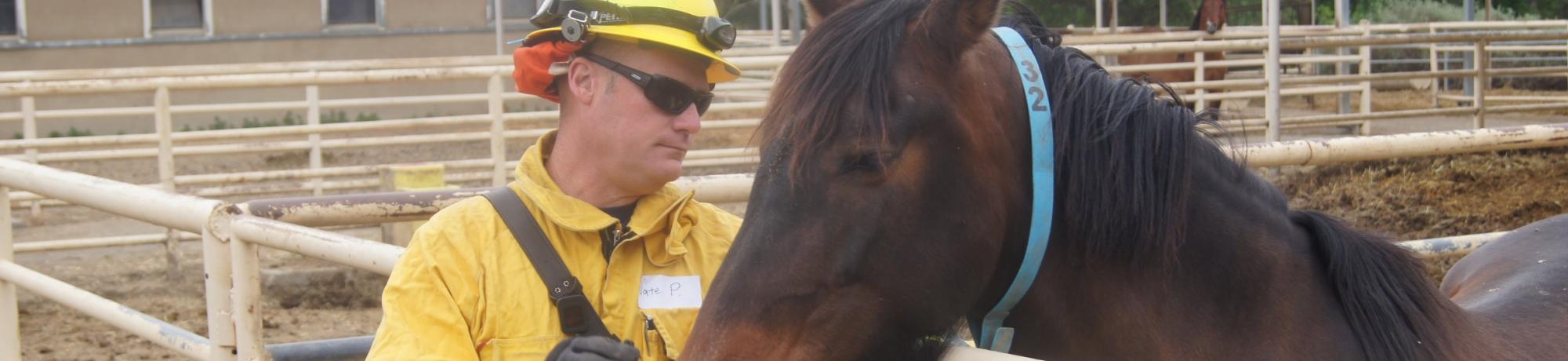 A UC Davis firefighter working to calm a horse.